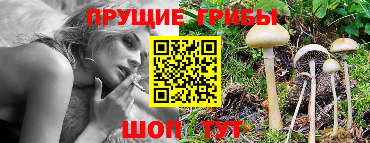 Галлюциногенные грибы прущие грибы  Галлюциногенные грибы прущие грибы  Славгород  Вход с VPN 